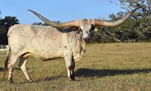 RJF Top Shelf Cocktail- Tag 026