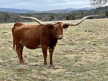 TEXANA GARLAND’S GAL