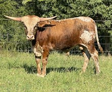 Iron Cowboy