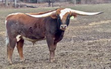 TCC 027 FESTUS
