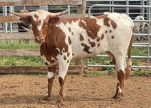 HS Rodeo Queen
