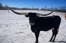 Sunhaven Warrior Haily