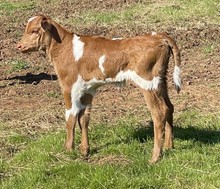 Magnum x Tuffs Wild Cowgirl
