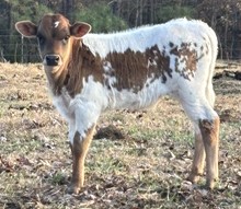 Dixie Spice bull calf