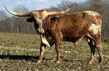 Iron Cowboy