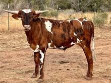 Century x Becca's Charm steer