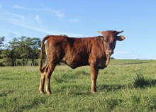 MBR Belle Pepper