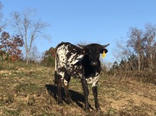 HS Wildfire's Spirit