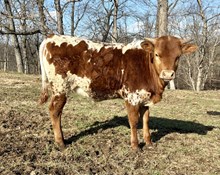 Tuff It Out x BR Carbon Copy