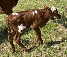 Steer Beach