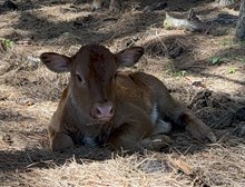 Steer Katie