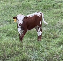 HS Rockin Belle Heifer