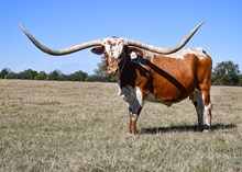 PACIFIC STARS & STRIPES